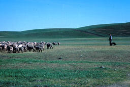 Sheepherder, dog, and flock