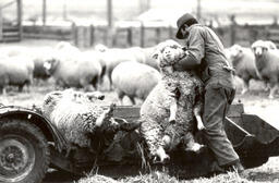 Sheepherder and sheep