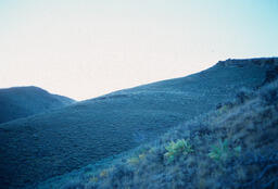 Sheep on a Mountainside