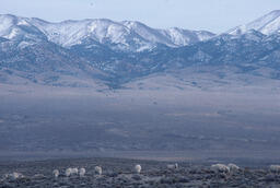 Scattered sheep flock on open range