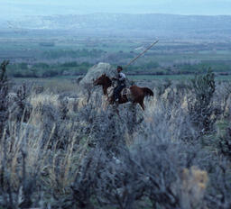 Sheepherder Herding Sheep