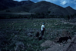 Rancher and Sheep in Pasture