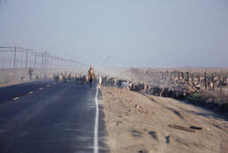 Sheepherders and sheep being driving down paved road