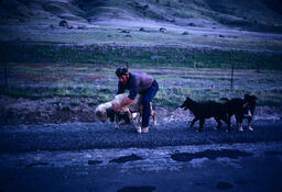 Sheepherder with three dogs holding a sheep