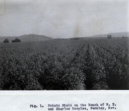 Potato field on the ranch of W. T. and Charles Peoples, Fernley, Nevada