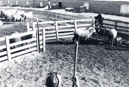 Sheep and lamb in enclosed area