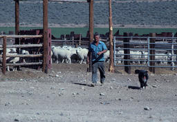 Sheepherder and a Pen of Sheep