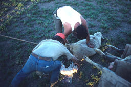 Sheepherder helping sheep give birth