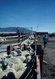 Rancher and Sheep on Ranch