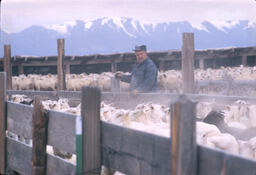 Sheep in chute going into corral