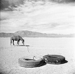 Wild horse roped to tire