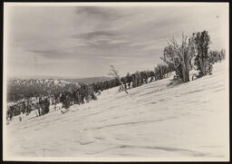 Timber scrub in snow