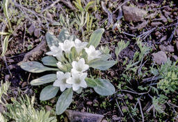 California hesperochiron (Hesperochiron californicus - Hydrophyllaceae)