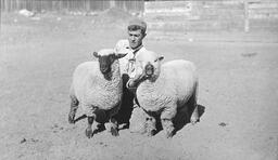 Agricultural Experiment Station livestock sheep, Valley Road Field Laboratory, ca. 1911