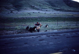 Sheepherder with three dogs holding a sheep