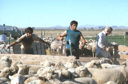 Sheep in pen