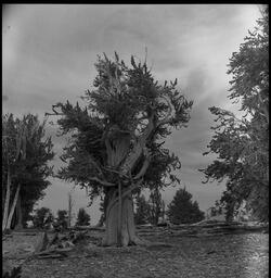 Bristlecone Pine, White Mountains