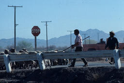 Sheepherders and sheep on paved road