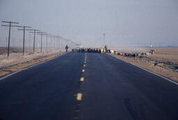 Sheepherders and sheep being driving down paved road