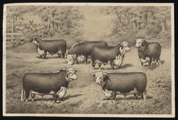 Drawing of Hereford cattle