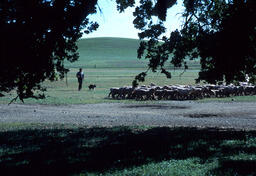 Sheepherder, dog, and flock