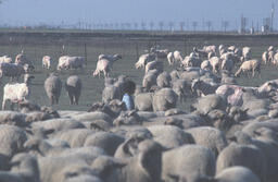 Sheep in corral