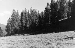 Pine trees in the mountains