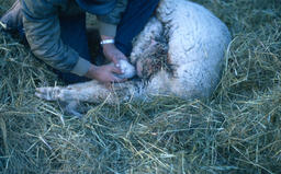 Sheepherder with ewe and nursing newborn lamb