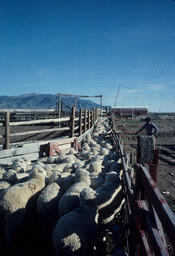 Sheep in a Pen