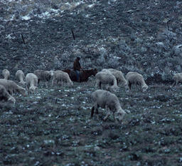 Sheepherder and marked sheep in field