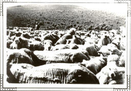 Sheep after shearing