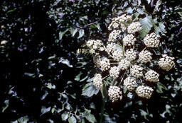 Cow parsnip (Heracleum lanatum - Apiaceae)