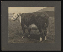 Hereford cow, possibly at the Sparks Alamo ranch