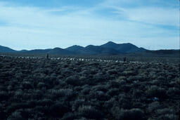 Sheepherders and sheep walking on open land