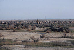 Sheepherders and sheep being driving beside paved road