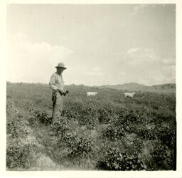 Man in field with two sheep