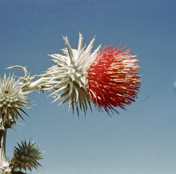 Snowy thistle (Cirsium pastoris - Asteraceae)