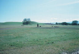 Sheepherder, dog, and flock