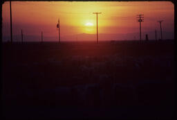 Sheep flock at sunset