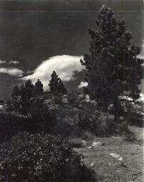 Pine trees in Washoe Valley