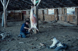 Sheepherder butchering a sheep in a barn