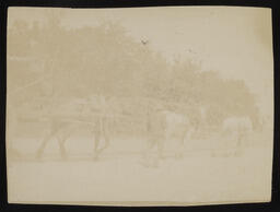 Three horses and a man walking down a street