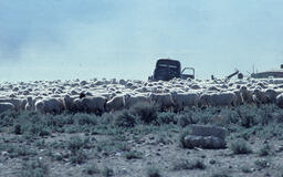 Sheep Herd