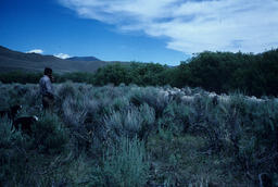 Sheep on a Mountainside