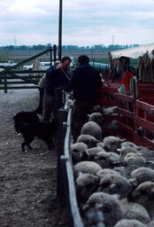 Sheep in pen