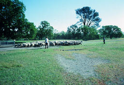 Sheepherders with sheep flock