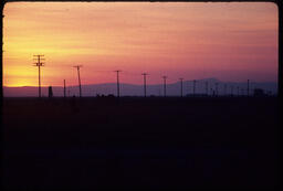 Sheep flock at sunset