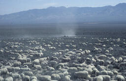 Sheep in the Desert