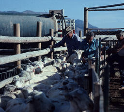 Sheep in a Pen