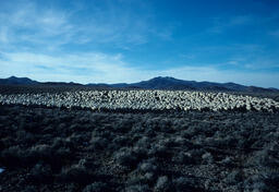 Sheepherder and sheep on open field